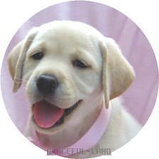 英国ラブラドールの子犬